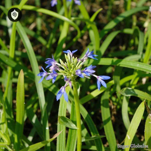 Commelina Mascarenica sugar spheres in uniform orb format for energetic homeopathic (nonmedical) dry-form presentation