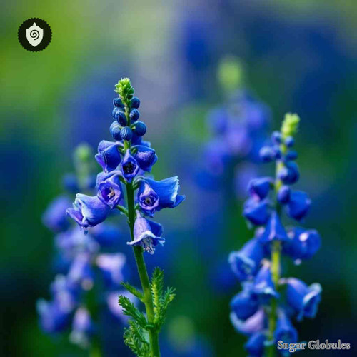 Consolida Regalis sugar spheres in precise orb form for energetic homeopathic (nonmedical) dry-format physical presentation