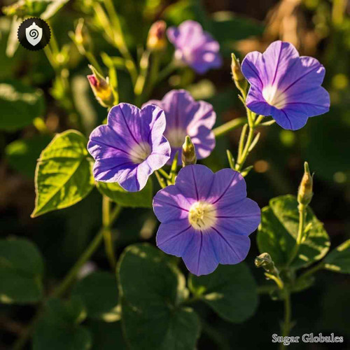 Convolvulus Cantabrica sugar granules in precise orb format for energetic homeopathic (nonmedical) dry-form presentation