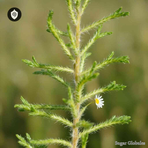 Conyza Sumatrensis sugar granules in orb format for energetic homeopathic (nonmedical) dry-form product presentation