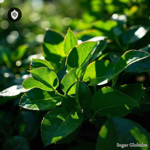 Coprosma Virescens sugar spheres in uniform orb format for energetic homeopathic (nonmedical) dry-form presentation and storage