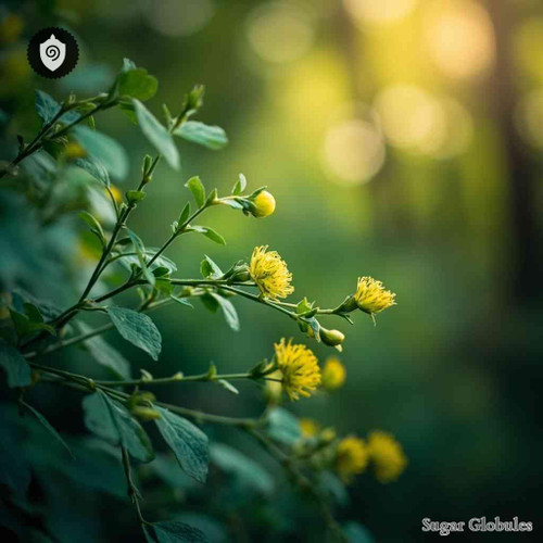 Coptis Chinensis sugar spheres in compact orb form for physical energetic homeopathic (nonmedical) remedy presentation and dry storage