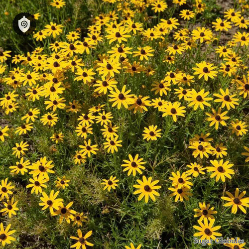 Coreopsis Verticillata sugar spheres in compact orb form for energetic homeopathic (nonmedical) remedy presentation and dry storage