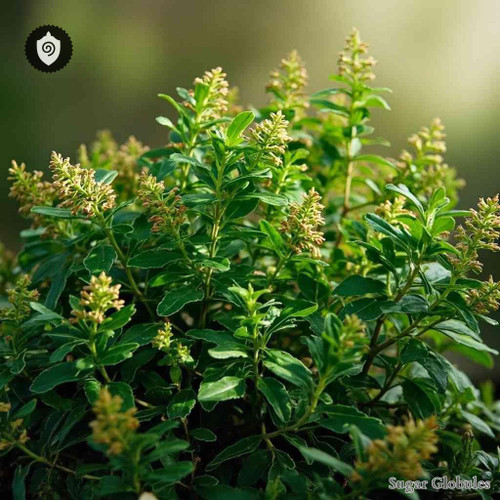 Coriaria Ruscifolia sugar spheres in pellet form for energetic homeopathic (nonmedical) dry storage and physical presentation