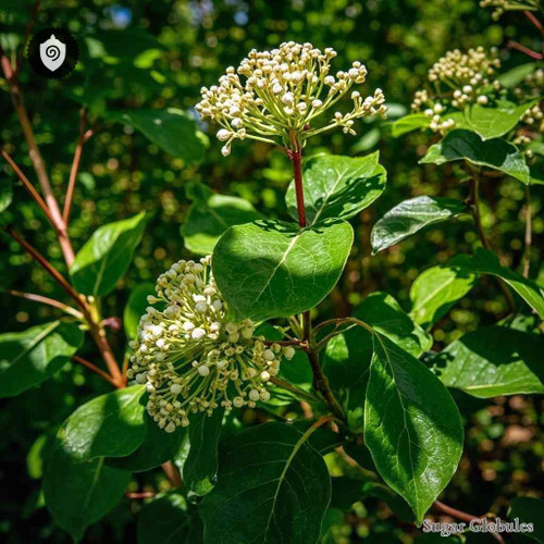 Cornus Circinata sugar spheres displayed in uniform granule form for energetic homeopathic (nonmedical) dry storage and physical presentation
