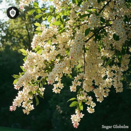 Cornus Controversa sugar spheres in orb form for energetic homeopathic (nonmedical) dry presentation and standard storage