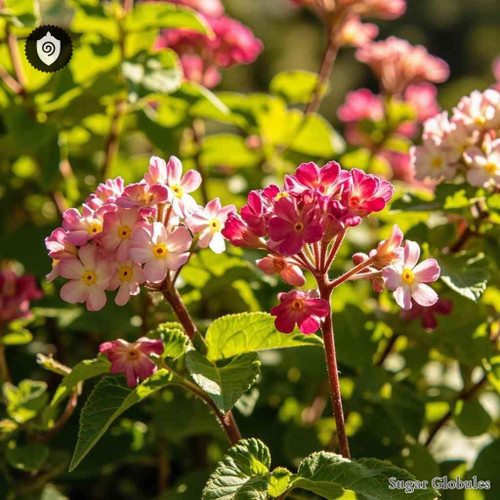 Coronilla Varia sugar spheres in precise pellet form for energetic homeopathic (nonmedical) dry-form presentation and storage