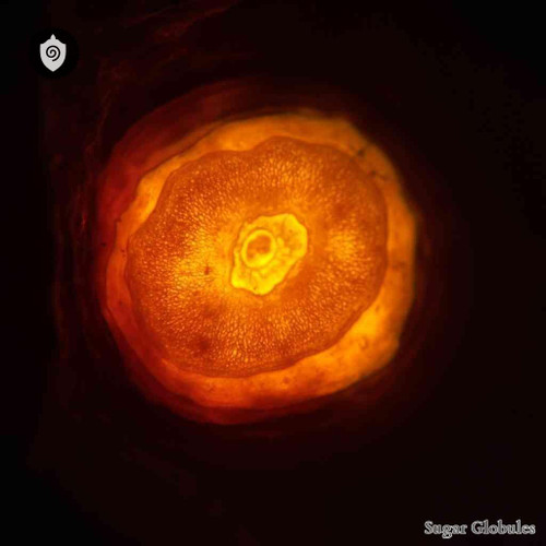 Corpus Luteum sugar spheres in precise pellet form for energetic homeopathic (nonmedical) dry presentation and organized storage
