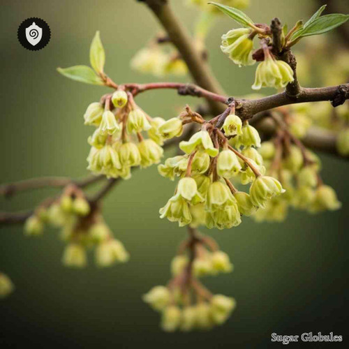 Corylopsis Spicata sugar spheres in uniform orb form for energetic homeopathic (nonmedical) remedy presentation and storage