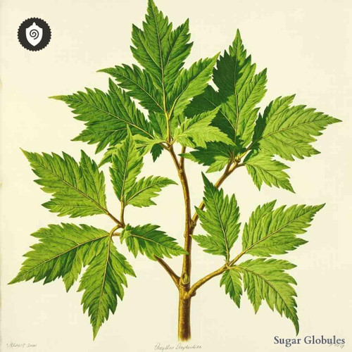 Corylus Avellana E Foliis sugar spheres in orb format for energetic homeopathic (nonmedical) dry-form presentation and storage