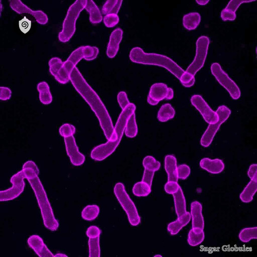 Corynebacterium Ovis sugar spheres in uniform orbs for energetic homeopathic (nonmedical) dry-form presentation and product display