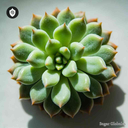 Cotyledon Umbilicus sugar spheres in pellet form, standardized for energetic homeopathic (nonmedical) dry-form presentation