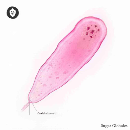 Coxiella Burnetii sugar spheres in compact orb format for energetic homeopathic (nonmedical) dry-form presentation and storage