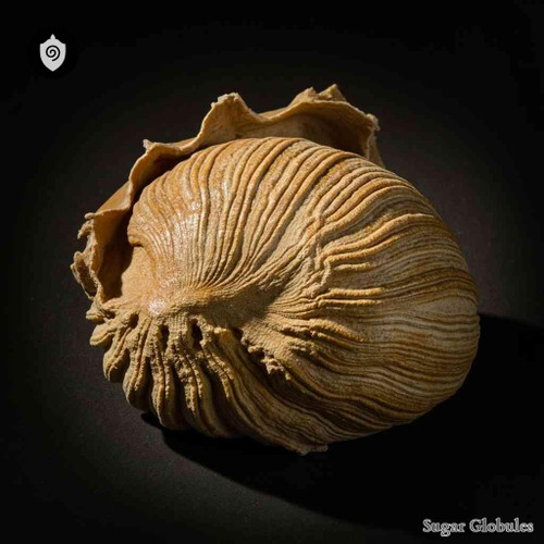 Crassatella Sulcata Fossil sugar spheres in consistent orb form for energetic homeopathic (nonmedical) dry-form presentation