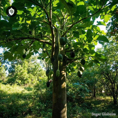 Crescentia Cujete sugar granules in spherical form for energetic homeopathic (nonmedical) physical remedy displays