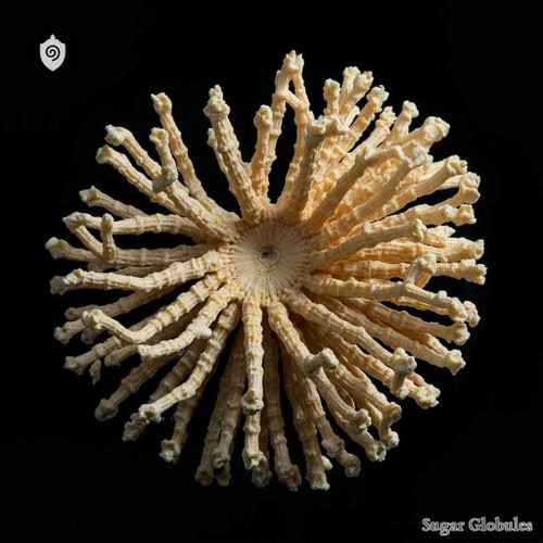 Crinoidea Species Fossil sugar granules in compact orb format for energetic homeopathic (nonmedical) physical remedy presentation