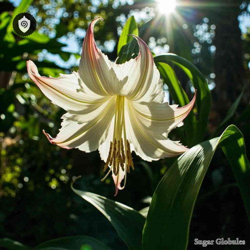 Crinum Asiaticum sugar spheres in uniform granule format for energetic homeopathic (nonmedical) physical remedy presentation