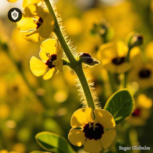 Crotalaria Pumila sugar spheres in consistent orb form for precise energetic homeopathic (nonmedical) physical presentation