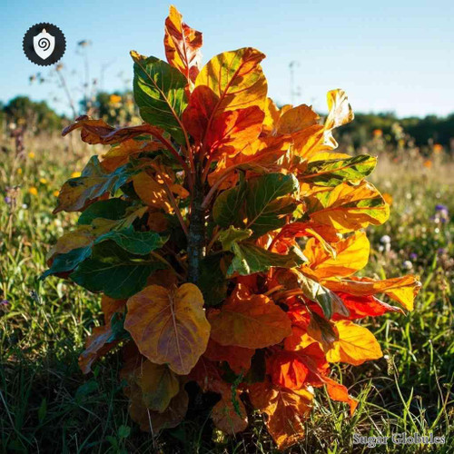 Croton Campestris sugar spheres in compact orb format for energetic homeopathic (nonmedical) physical presentation and storage