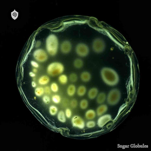 Cryptosporidium Muris sugar spheres in pellet format for precise energetic homeopathic (nonmedical) remedy presentation