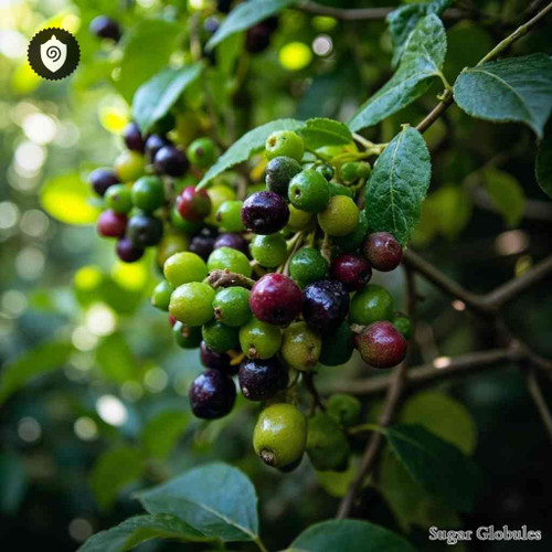 Cubeba - Piper Cubeba sugar spheres in uniform orb format for energetic homeopathic (nonmedical) dry-form presentation and storage