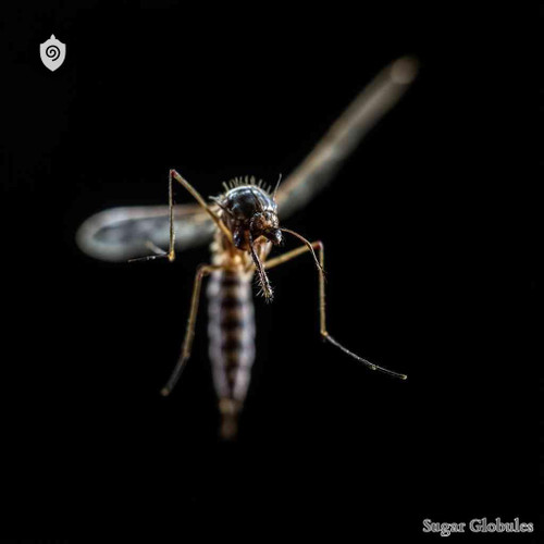 Culex Pipiens sugar spheres in compact orb form for precise energetic homeopathic (nonmedical) remedy presentation