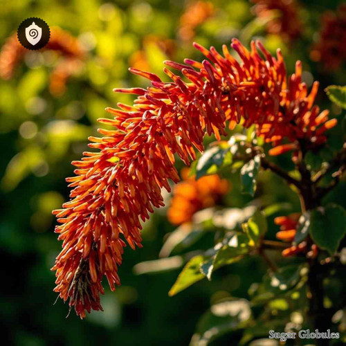 Cuphea Balsamona sugar orbs in spherical pellet form for energetic homeopathic (nonmedical) dry-form display and organization