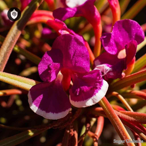 Cuphea Lanceolata sugar spheres in uniform pellet form for energetic homeopathic (nonmedical) dry-form presentation and storage