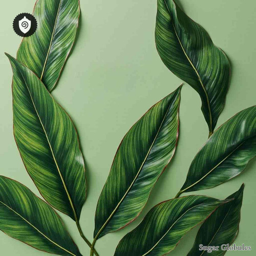 Curcuma Alismatifolia sugar granules in precise orb format for energetic homeopathic (nonmedical) dry-form presentation