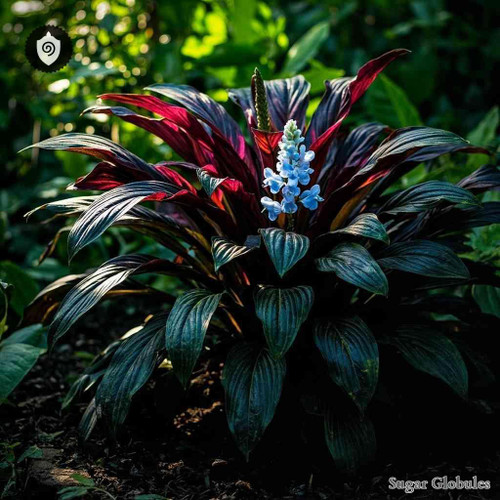 Curcuma Caesia sugar spheres arranged in precise orb format for energetic homeopathic (nonmedical) storage and physical remedy presentation