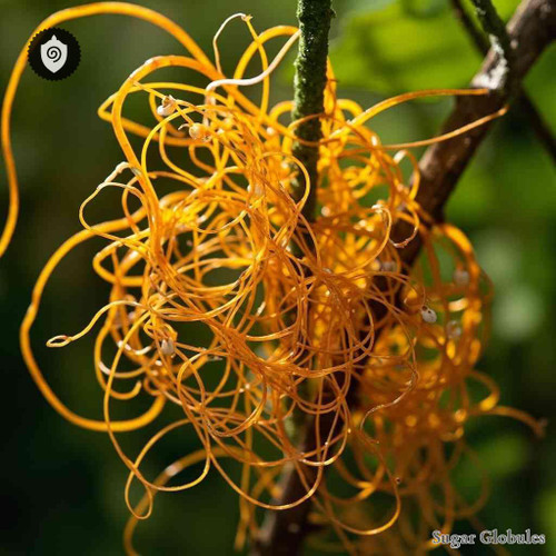 Cuscuta Americana sugar spheres in precise orb form for energetic homeopathic (nonmedical) dry-form remedy presentation