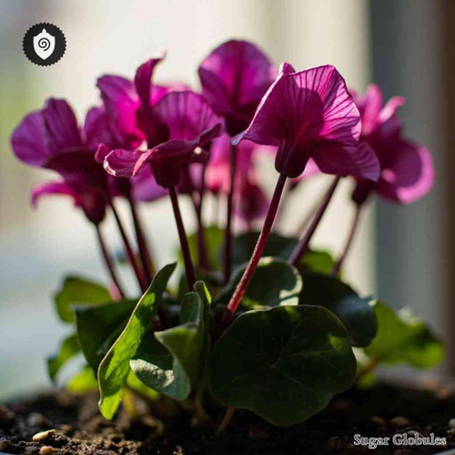 Cyclamen Europaeum sugar spheres in pellet form for precise energetic homeopathic (nonmedical) dry-form presentation and storage