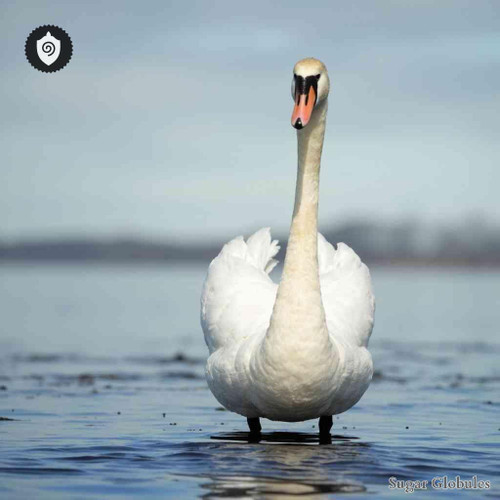 Cygnus Buccinator sugar spheres in uniform pellet form for energetic homeopathic (nonmedical) dry-form presentation and storage