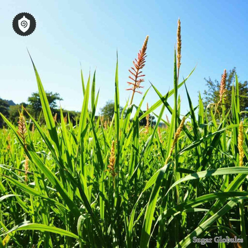 Cymbopogon Martini sugar granules in uniform sphere format for energetic homeopathic (nonmedical) dry-form presentation