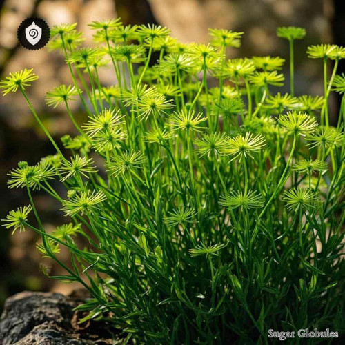 Cyperus Olivaris sugar spheres in pellet form for energetic homeopathic (nonmedical) dry storage and physical remedy presentation