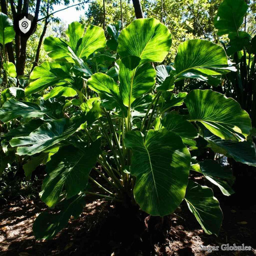 Cyrtosperma Johnstonii sugar spheres in consistent orb form for energetic homeopathic (nonmedical) dry-form remedy presentation