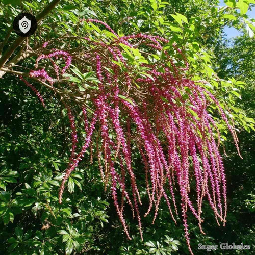 Darwinia Fascicularis sugar orbs in consistent pellet form for energetic homeopathic (nonmedical) dry-form presentation and storage