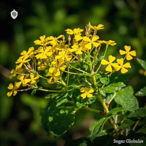 Dasiphora Fruticosa sugar spheres in uniform pellet form for energetic homeopathic (nonmedical) dry-form presentation and storage