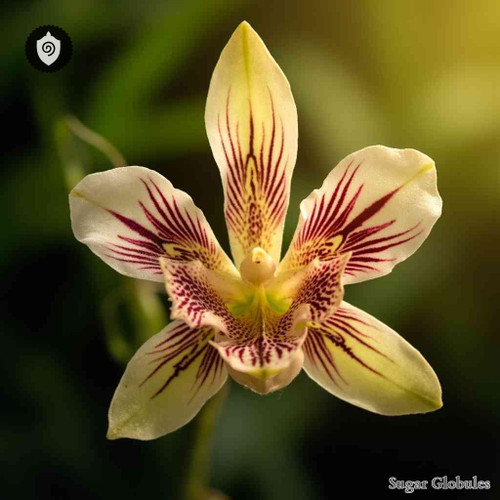 Dendrobium Tetragonum sugar granules in spherical form for energetic homeopathic (nonmedical) dry-state presentation and storage