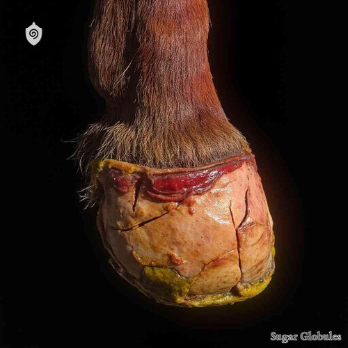 Dermtitis Digitalis sugar granules presented in orb form for energetic homeopathic (nonmedical) dry storage and physical remedy format