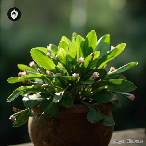 Derris Elliptica sugar granules in spherical form for energetic homeopathic (nonmedical) dry-form physical remedy presentation