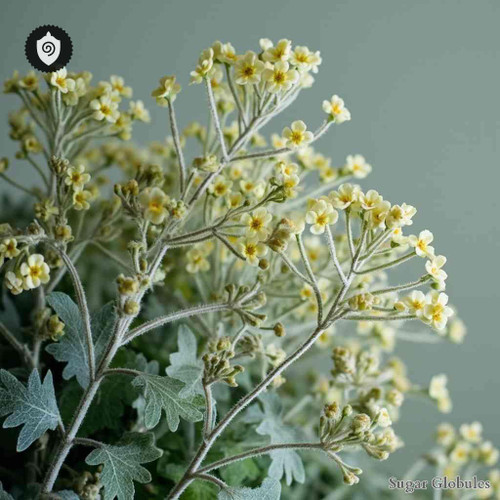 Descurainia Millefolia sugar spheres in compact orb form for energetic homeopathic (nonmedical) dry product presentation