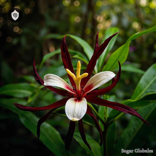 Desmopsis Heteropetala sugar spheres in dry pellet form for energetic homeopathic (nonmedical) product presentation and storage