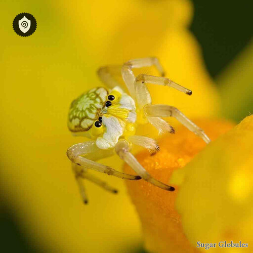 Diaea Dorsata sugar spheres in uniform orb format for energetic homeopathic (nonmedical) dry-form presentation and storage