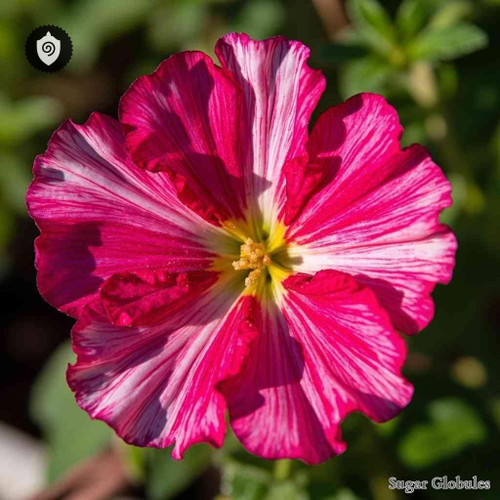 Dianthus Chinensis sugar granules in orb format for energetic homeopathic (nonmedical) dry-form presentation and storage