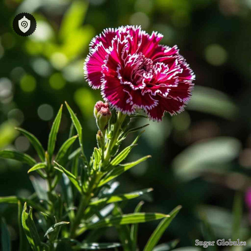 Dianthus Imereticus sugar orbs in compact spherical form for energetic homeopathic (nonmedical) dry-form presentation and storage