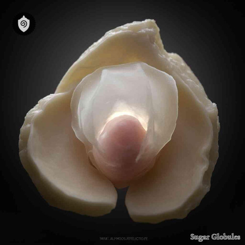 Diaphragma Sellae sugar spheres in compact orb form for energetic homeopathic (nonmedical) pellet presentation and physical form display