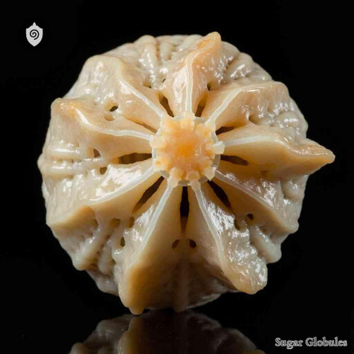 Dichocoenia Stokesi sugar spheres in uniform orbs for energetic homeopathic (nonmedical) dry-form presentation and convenient storage