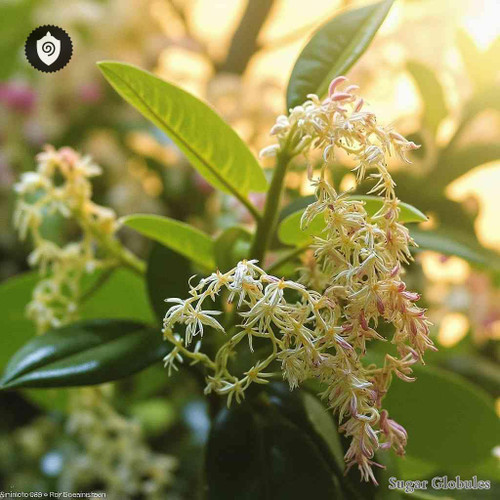 Dicraspidia Donnell-Smithii sugar orbs in spherical form, ideal for energetic homeopathic (nonmedical) dry-form presentation