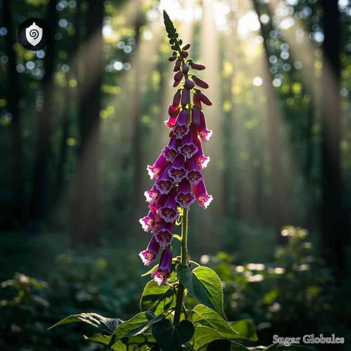 Digitalis Purpurea sugar spheres in orb format for energetic homeopathic (nonmedical) dry-form preservation and storage